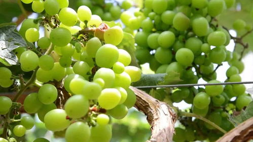 周末奇趣派對 美女主播邀你共品西瓜，贏取千元驚喜大獎